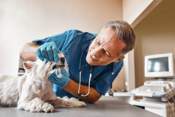 Best 24-Hour Emergency Dental Care in Siloam Springs, AR